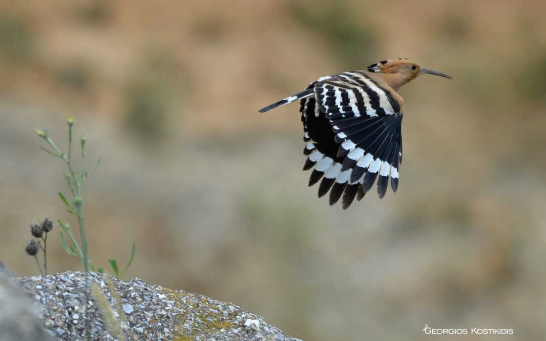 Ευχαριστούμε θερμά τον κ. Γεώργιο Κωστικίδη